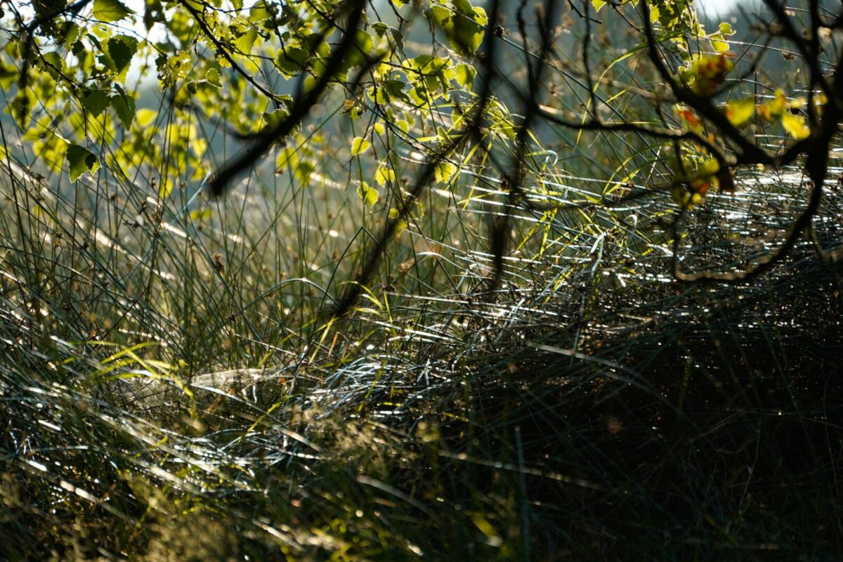 Groen.