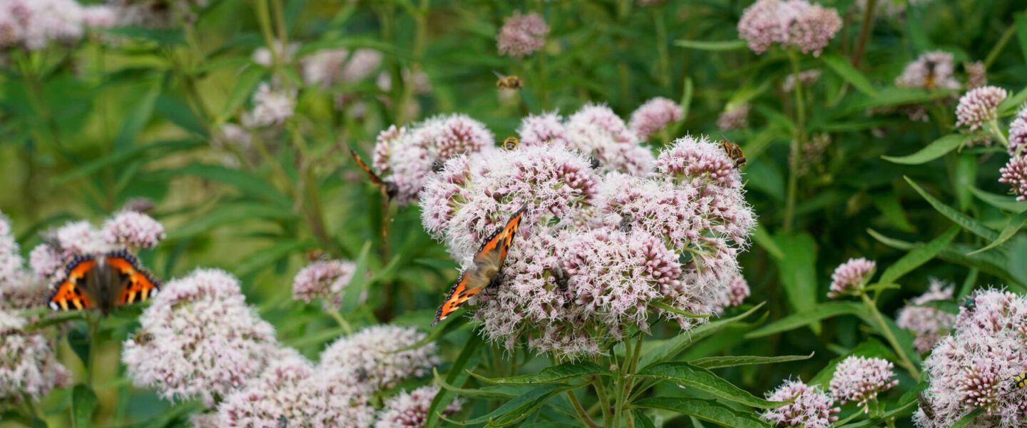 Vlinders in Wiegers bloementuin