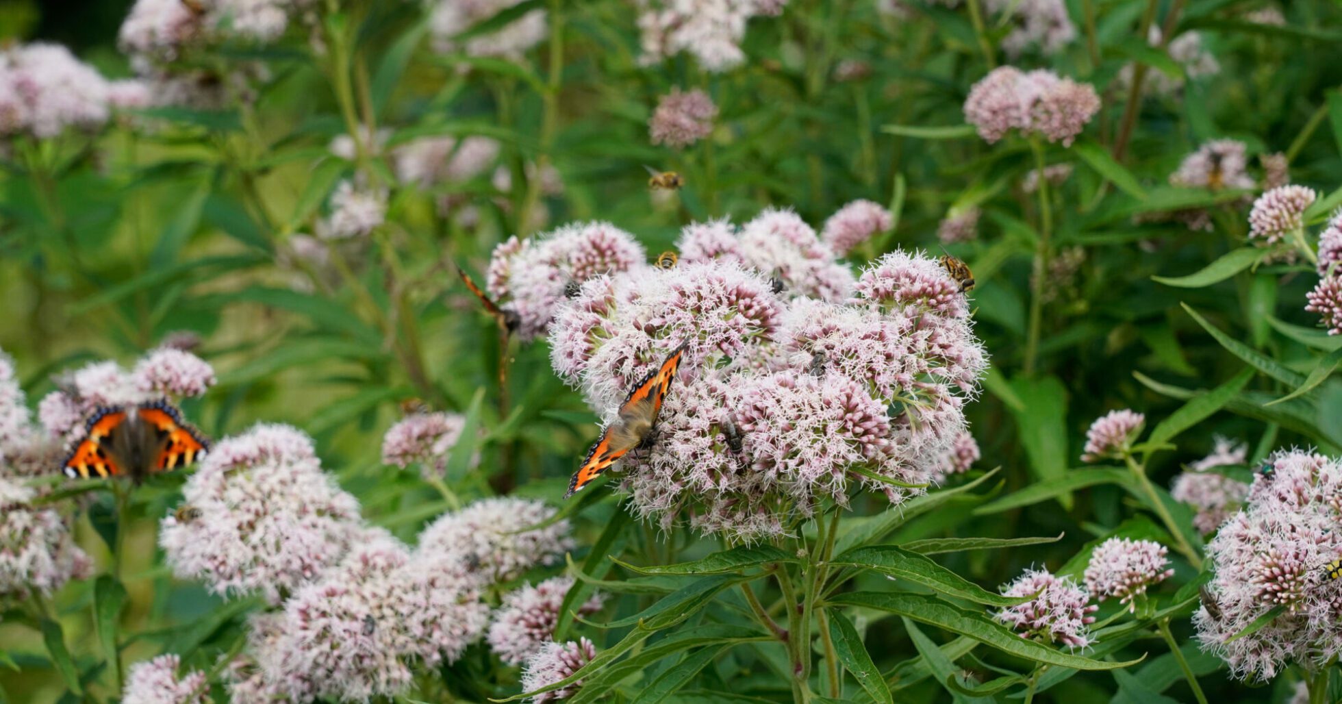 De vlinders en insecten vliegen af en aan.