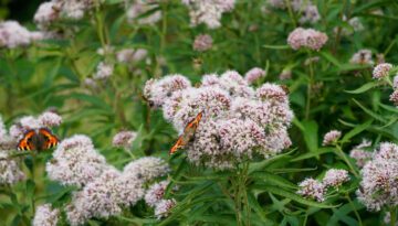 Vlinders in Wiegers bloementuin