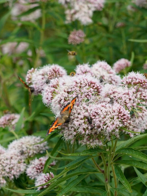 Vlinders in Wiegers bloementuin