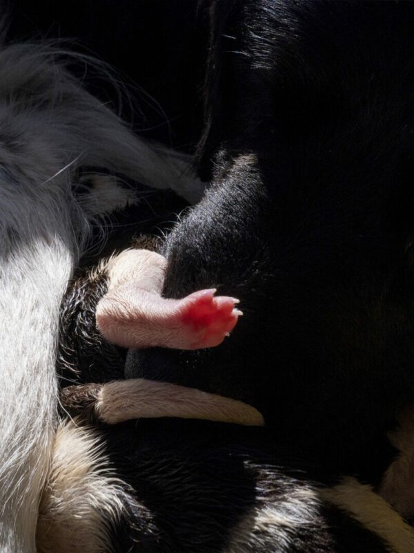 bevallingsfoto hond puppy