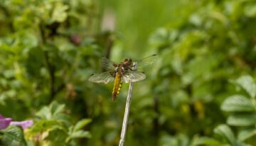 libelle platbuik vrouwtje